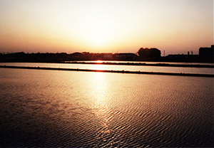 九十九里平野　田んぼ　夕日