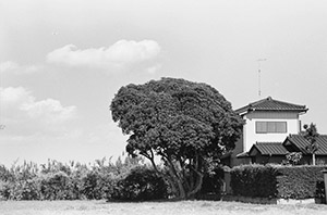 空と木と家