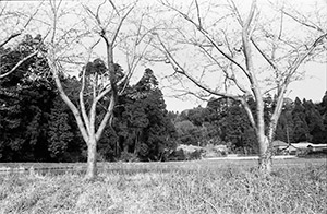 桜並木の通学路