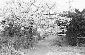 小川のほとりの桜
