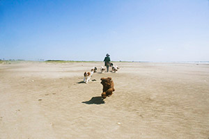 九十九里浜　たくさんの犬の友達