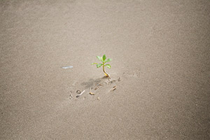 浜辺に生えた小さな草