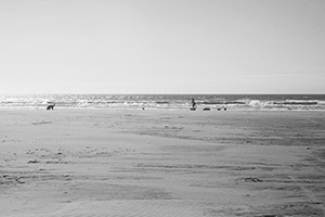 九十九里浜　犬と人が波打ち際を歩いている風景