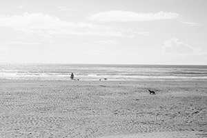 浜辺に猫が居る風景