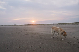 九十九里浜　犬