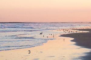 九十九里浜　オレンジ色の夕焼けと鳥たち