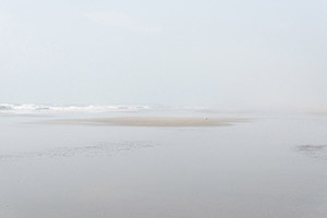 九十九里浜　干潮時に出来た砂洲に居るカモメ
