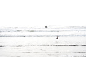 九十九里浜　水面を飛ぶカモメ