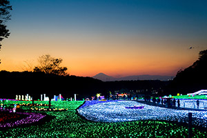 東京ドイツ村　LEDと美しい夕日の富士山