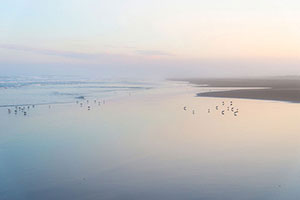 九十九里浜　淡い色の夕焼けに居る鳥たち