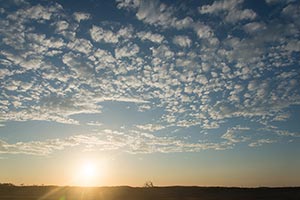 九十九里浜　美しい夕焼けに立つカモメ