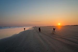 九十九里浜　夕日の中を家路に着く友