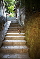 鞆の浦　石の階段と猫