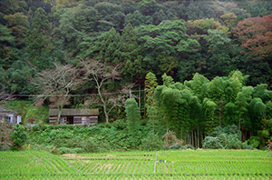 伊豆　里山の風景