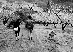 飯坂温泉　桃畑を歩くカップル