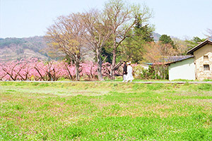 福島県飯坂　桃畑の花嫁と花婿